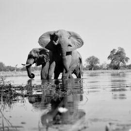A World Without Elephants